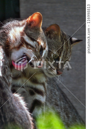Amur wildcat brothers 116998813