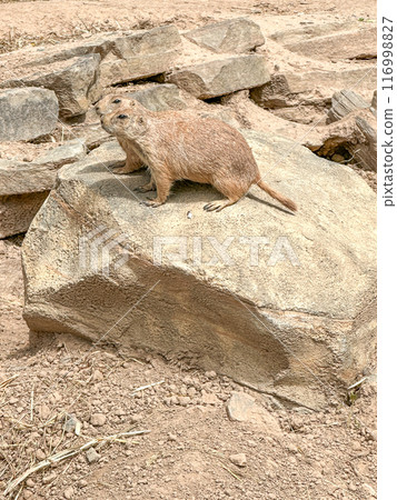 Prairie dogs out of their holes watching for food Prairie dogs out of their holes watching for food 116998827