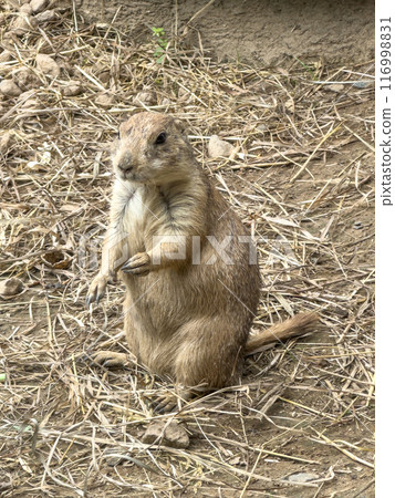 Prairie dogs out of their holes watching for food Prairie dogs out of their holes watching for food 116998831