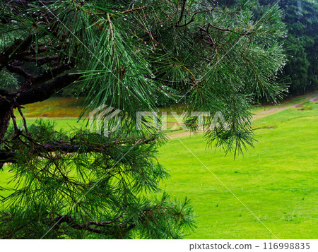 New leaves of Pinus densiflora 116998835