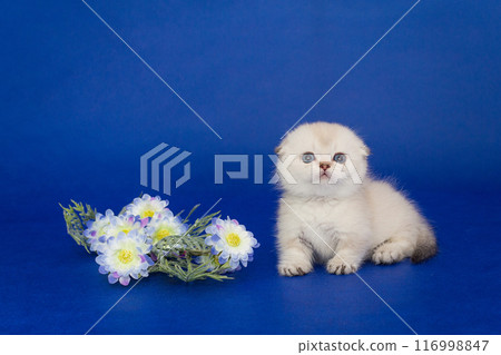Small white Scottish fold kitten and flower 116998847