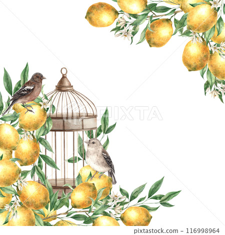 Frame of yellow lemons, leaves, flowers, birds and metal copper cage. Isolated watercolor illustration in vintage style. Handmade composition for decoration of cards, wedding design, invitations Frame of yellow lemons, leaves, flowers, birds and metal copper cage. Isolated watercolor illustration in vintage style. Handmade composition for decoration of cards, wedding design, invitations 116998964