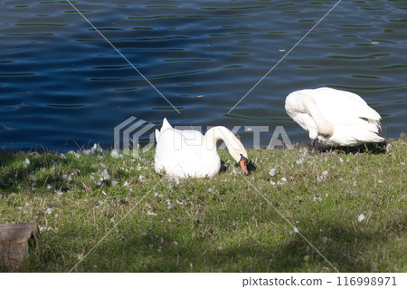 white swans on the lake shore on the green grass clean their feathers 116998971