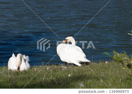 white swans on the lake shore on the green grass clean their feathers white swans on the lake shore on the green grass clean their feathers 116998973