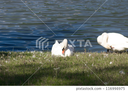 white swans on the lake shore on the green grass clean their feathers white swans on the lake shore on the green grass clean their feathers 116998975