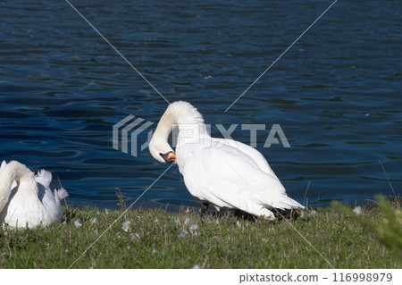 white swans on the lake shore on the green grass clean their feathers 116998979