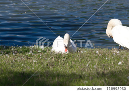white swans on the lake shore on the green grass clean their feathers white swans on the lake shore on the green grass clean their feathers 116998980
