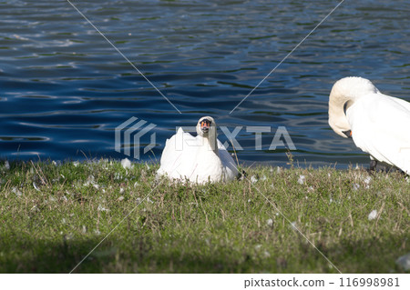 white swans on the lake shore on the green grass clean their feathers white swans on the lake shore on the green grass clean their feathers 116998981