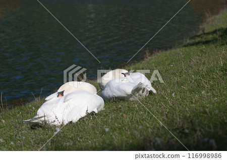 white swans on the lake shore on the green grass clean their feathers 116998986