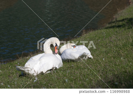 white swans on the lake shore on the green grass clean their feathers 116998988