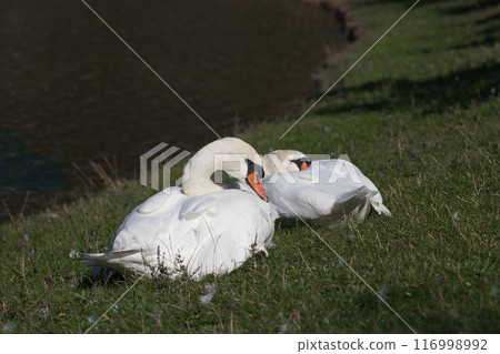 white swans on the lake shore on the green grass clean their feathers 116998992