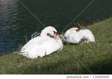white swans on the lake shore on the green grass clean their feathers 116998994