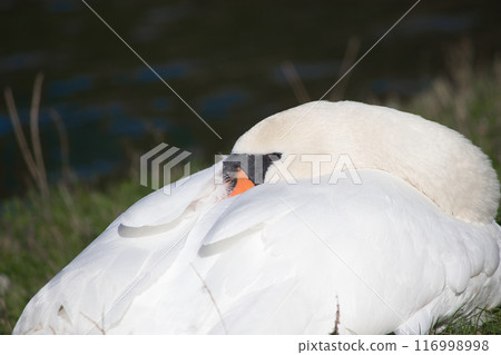 white swans on the lake shore on the green grass clean their feathers 116998998