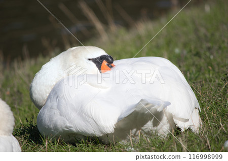 white swans on the lake shore on the green grass clean their feathers 116998999