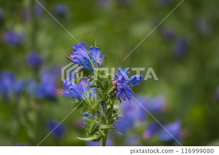 small purple flowers on a green background and red insects on them 116999080