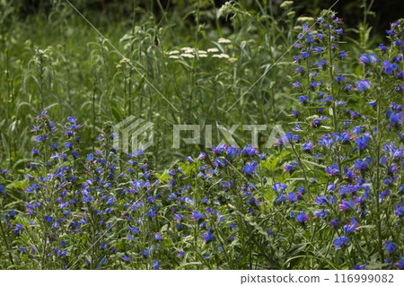 small purple flowers on a green background and red insects on them 116999082