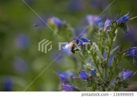 small purple flowers on a green background and red insects on them small purple flowers on a green background and red insects on them 116999095