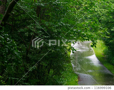 A stroll through the forest of sudden rain at Aichi Prefectural Forest Park A stroll through the forest of sudden rain at Aichi Prefectural Forest Park 116999106