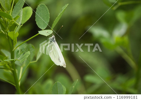 on green leaves a beautiful butterfly with large white-green wings 116999181