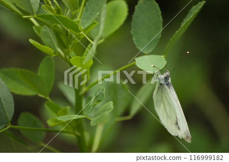 on green leaves a beautiful butterfly with large white-green wings 116999182