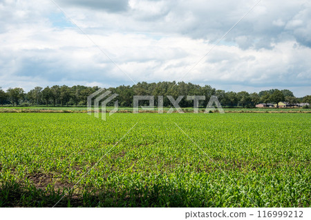 Green fields of young growing corn at the Dutch Belgian border around Hamont Achel, Limburg, Belgium 116999212