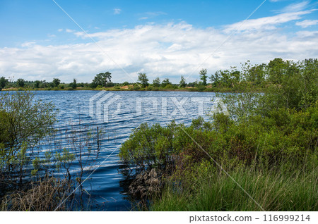 View over natural pond and green heather at the Groote Hiede nature reserve, Valkenswaard, North Brabant, The Netherlands 116999214