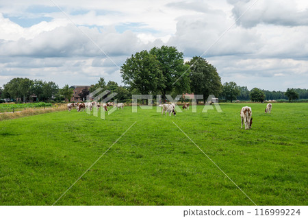 Green meadows with grazing cows at the Groote Heide nature reserve at the Dutch Belgian border around Neerpelt, Flanders, Belgium 116999224
