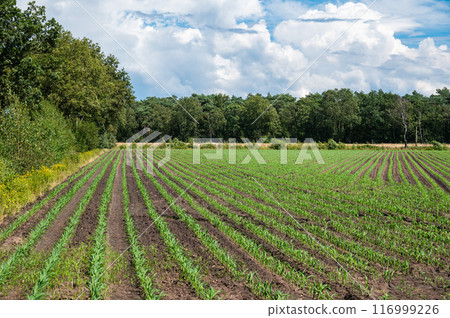 Green agriculture fields of fresh panted corn at the Groote Heide nature reserve at the Dutch Belgian border around Neerpelt, Flanders, Belgium 116999226