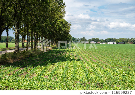 Green fields of young growing corn at the Dutch Belgian border around Hamont Achel, Limburg, Belgium Green fields of young growing corn at the Dutch Belgian border around Hamont Achel, Limburg, Belgium 116999227