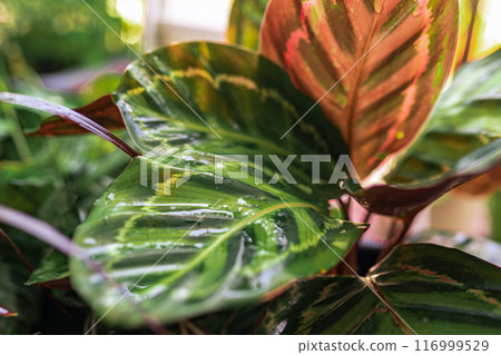 close-up leaves tropical plant calathea in raindrops in rays sun close-up leaves tropical plant calathea in raindrops in rays sun 116999529