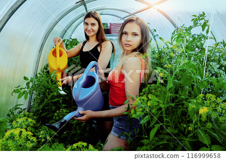 Garden watering cans for watering plants, two young European women watering tomato seedlings in greenhouse. 116999658