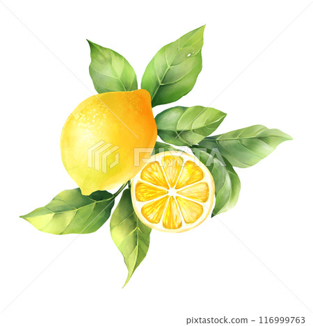 Lemons with leaves, isolated on white background. Hand drawn illustration in watercolor style 116999763