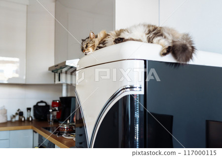 large domestic fluffy cat Maine Coon breed lies sleeping on refrigerator 117000115