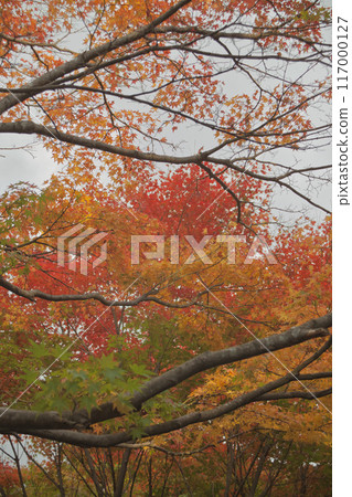 Autumn leaves 117000127