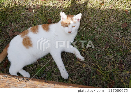 A cat that doesn't seem to want to play much 117000675