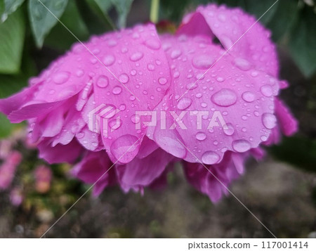 pink flower in the backyard, Peony flower in the rain pink flower in the backyard, Peony flower in the rain 117001414