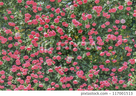 Fresh and colorful roses in full bloom Fresh and colorful roses in full bloom 117001513