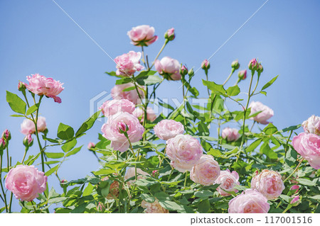 盛開的新鮮多彩的玫瑰 盛開的新鮮多彩的玫瑰 117001516