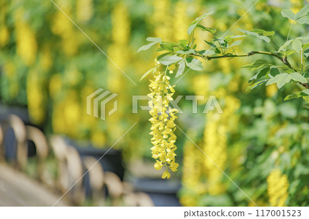 Fresh wisteria flowers in a rare yellow color 117001523