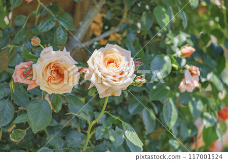 Fresh and colorful roses in full bloom 117001524