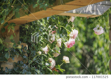 Fresh and colorful roses in full bloom 117001525