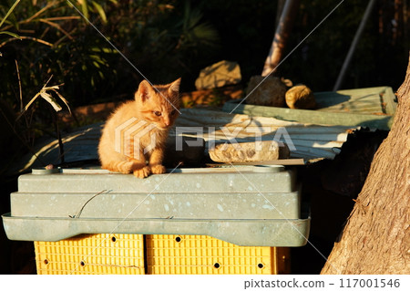 Cute kitten clinging to its mother Cute kitten clinging to its mother 117001546