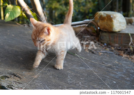 Cute kitten clinging to its mother Cute kitten clinging to its mother 117001547