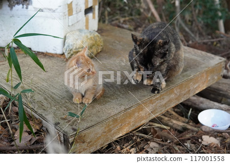 Cute kitten clinging to its mother Cute kitten clinging to its mother 117001558