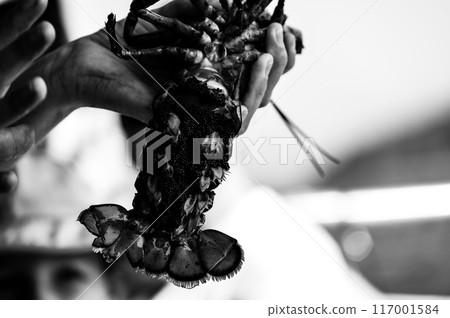 Female lobster with eggs attached under her tail and a V-notch to indicate a catch and release specimen Female lobster with eggs attached under her tail and a V-notch to indicate a catch and release specimen 117001584