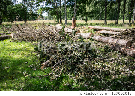 Sawed trunks and stack of branches of old trees on the ground with dry leaves Sawed trunks and stack of branches of old trees on the ground with dry leaves 117002013