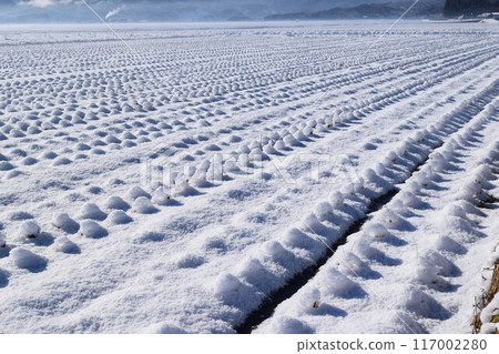 山形縣莊內雪國的田園風光 山形縣莊內雪國的田園風光 117002280