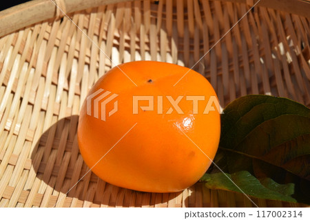 Harvested persimmon fruit Shonai persimmon 117002314