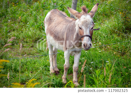 brown donkey farm animal mammal in green field enclosure brown donkey farm animal mammal in green field enclosure 117002325