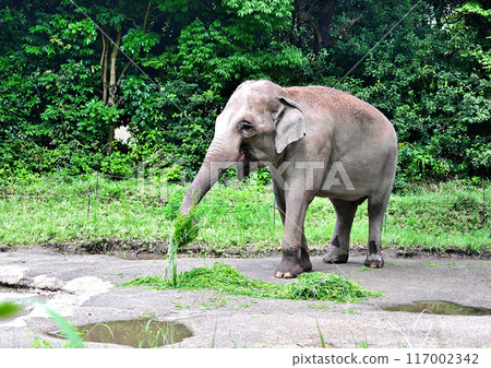 Elephants drinking water 117002342